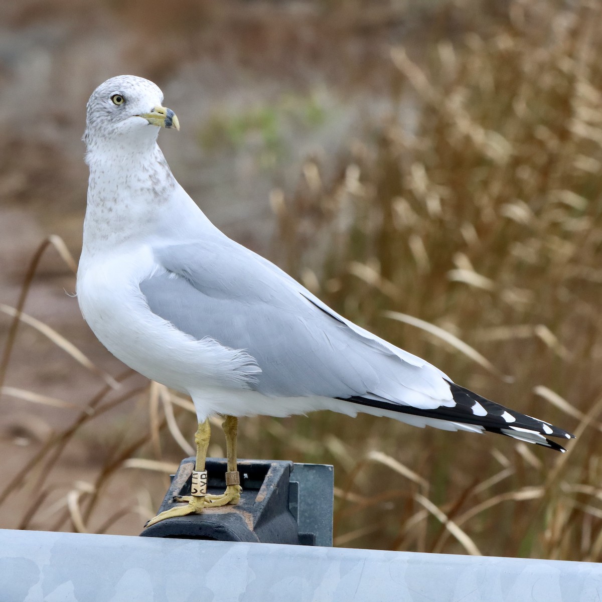 racek kroužkozobý - ML645346217