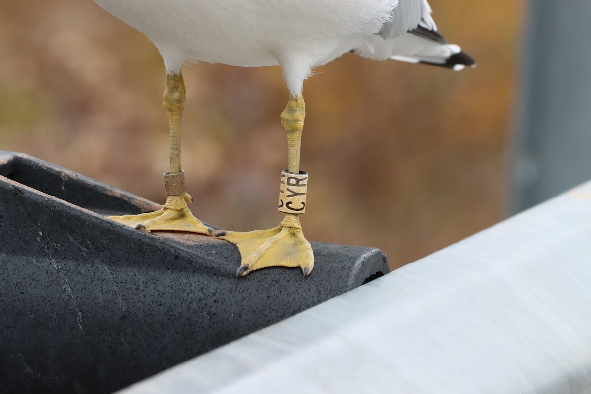 racek kroužkozobý - ML645346219