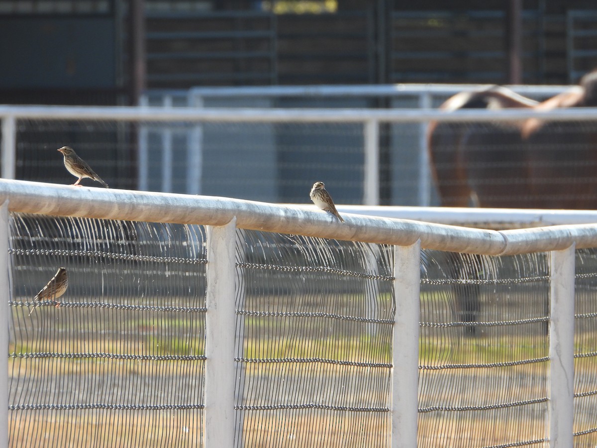 strnadec luční - ML645346224