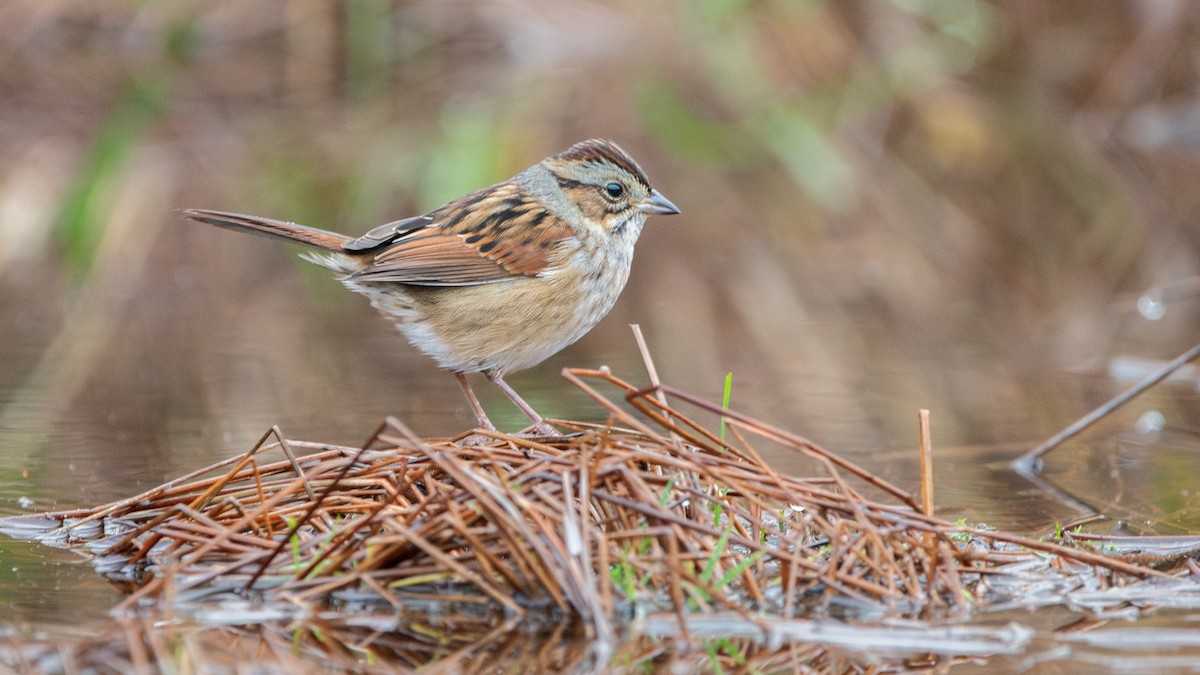 Swamp Sparrow - ML645346229