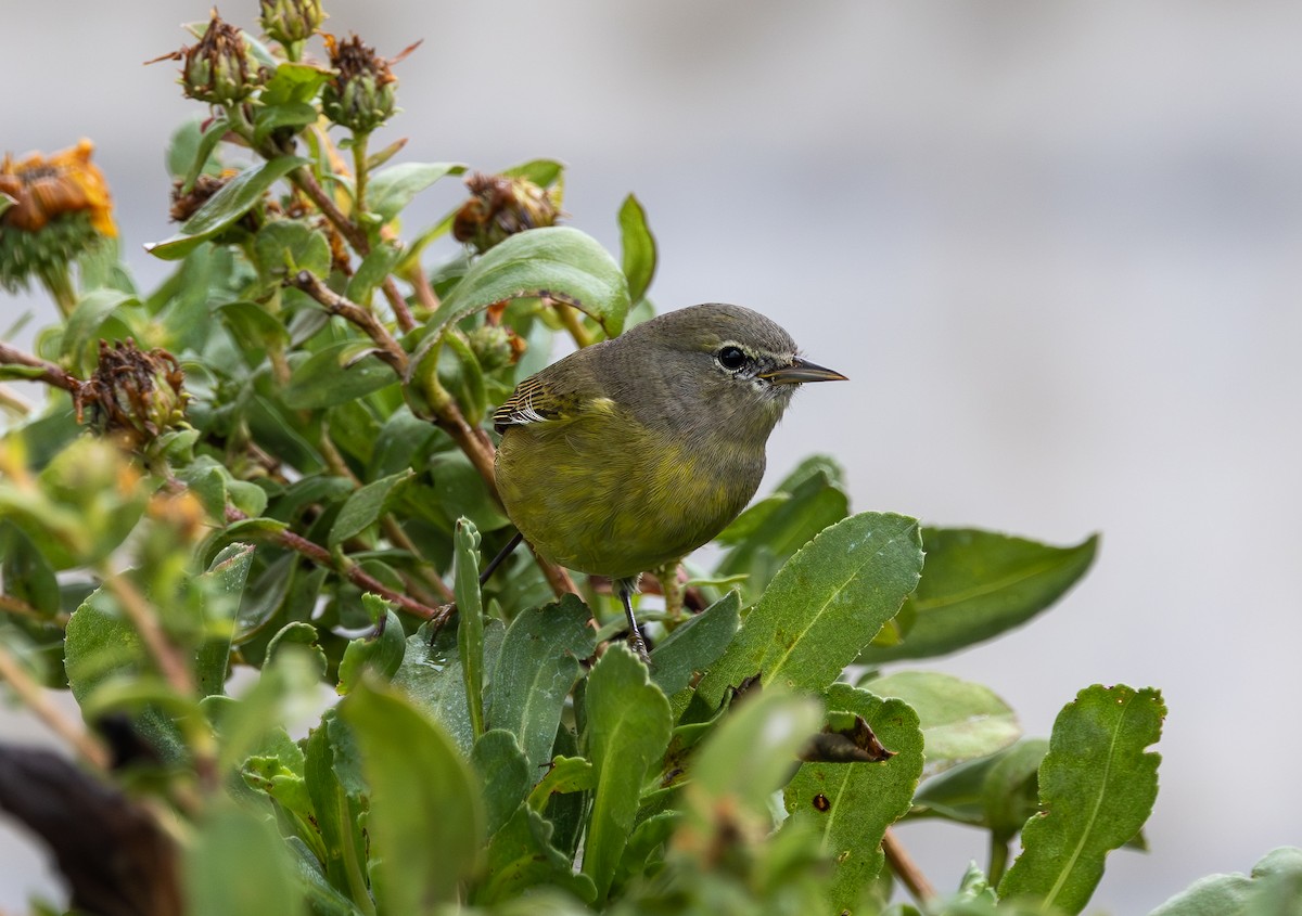Orange-crowned Warbler (Gray-headed) - ML645346239