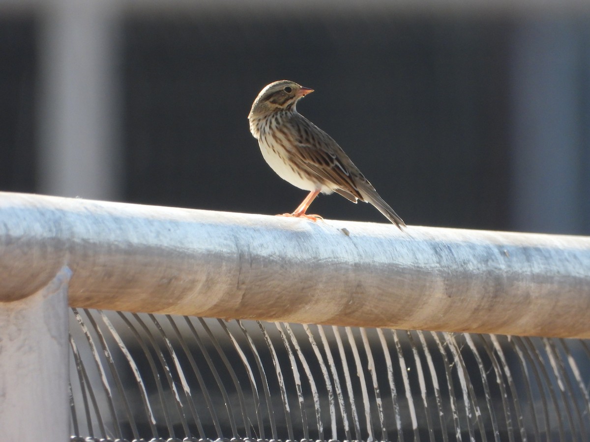 strnadec luční - ML645346242