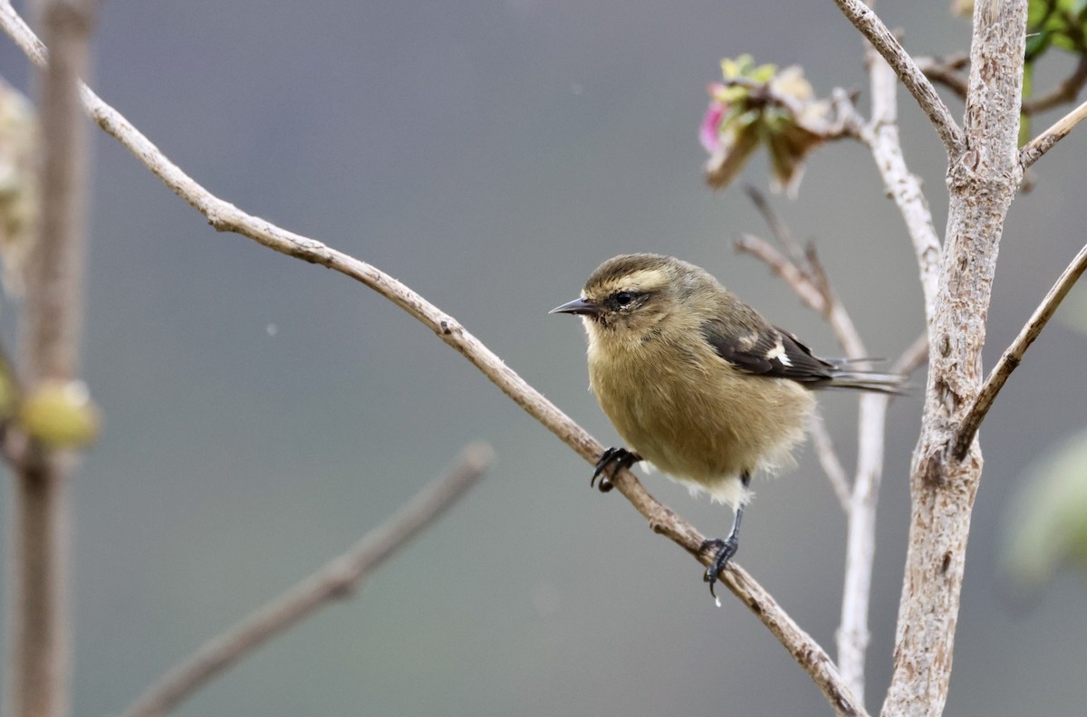Cinereous Conebill - ML645346244