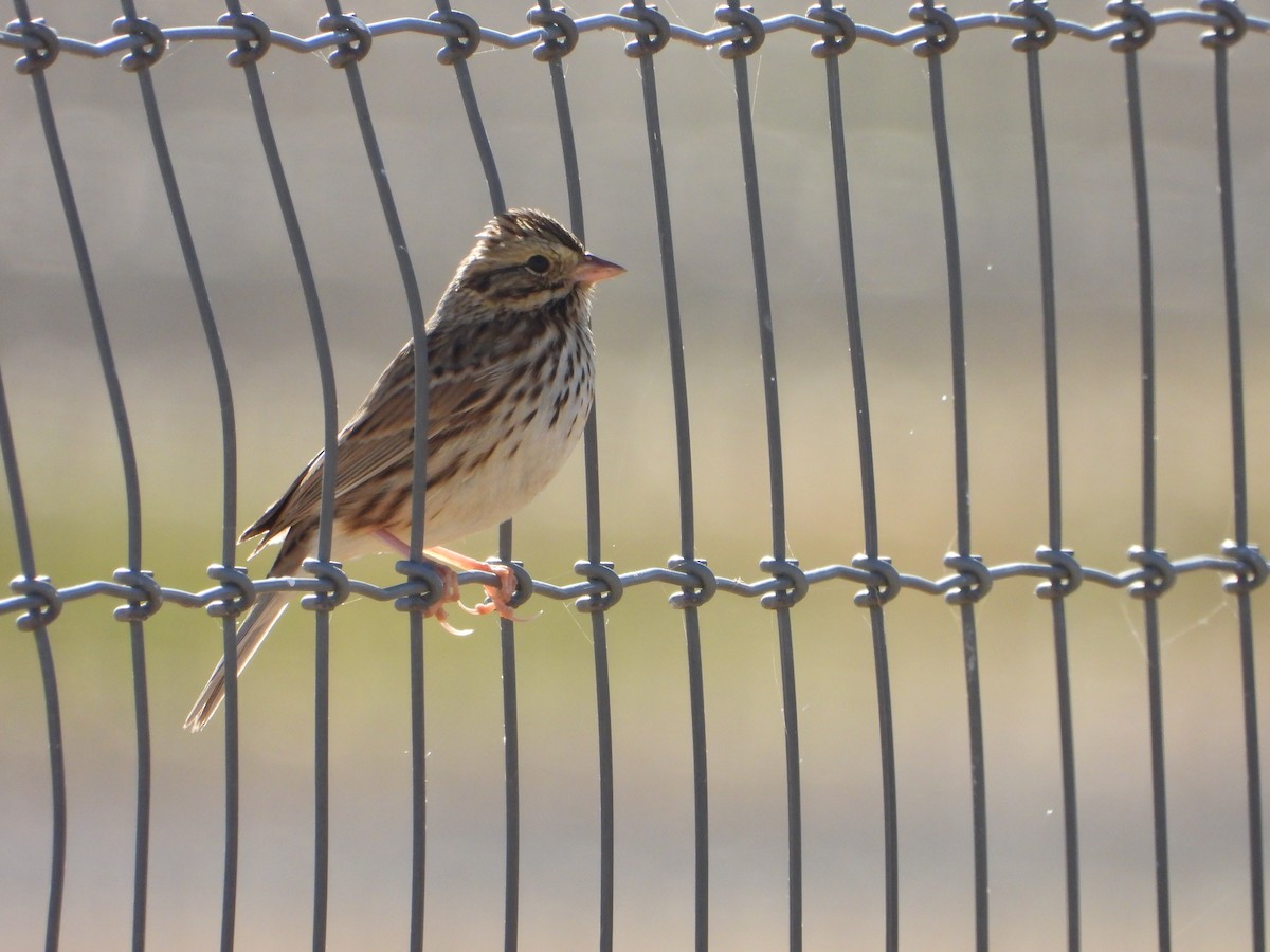 strnadec luční - ML645346248