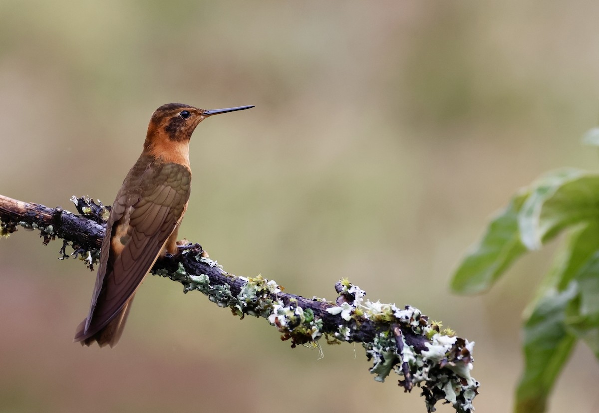 Shining Sunbeam - ML645346250