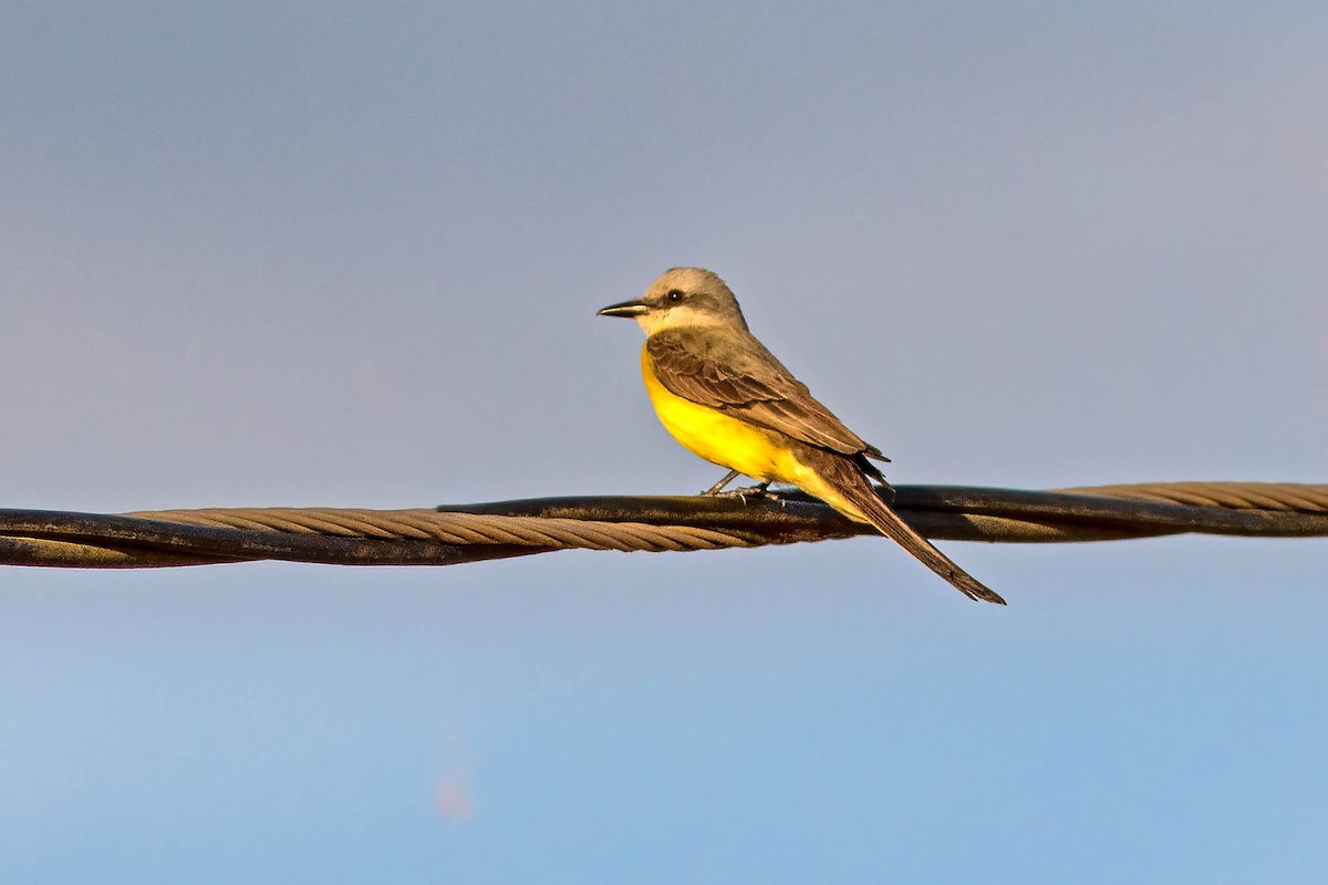 White-throated Kingbird - ML645346254