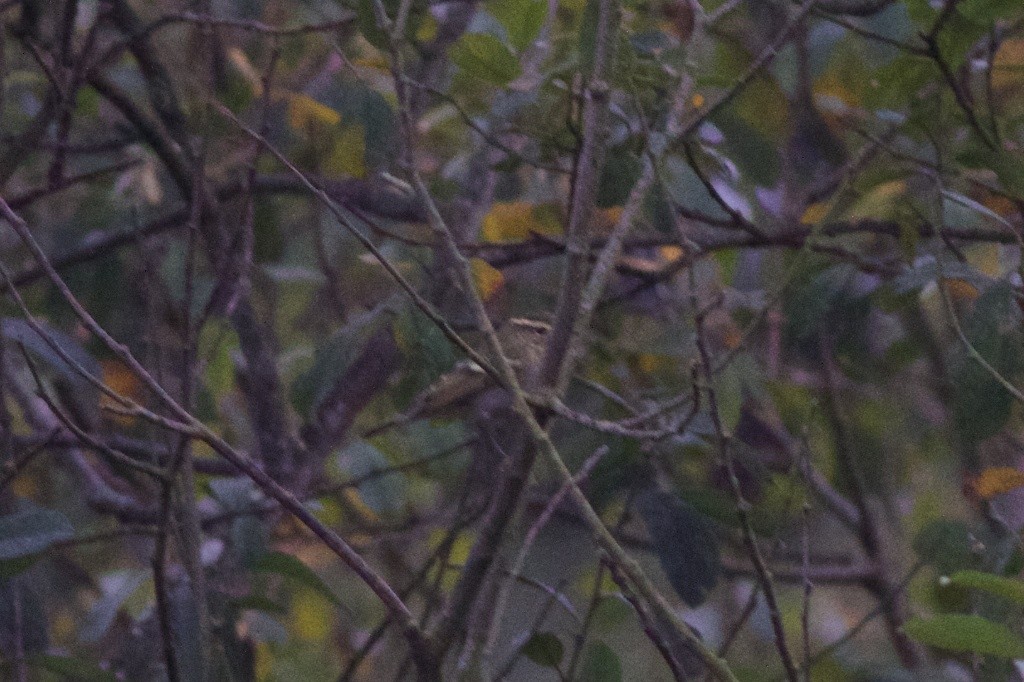 Борлог дууч шувуу - ML645346259