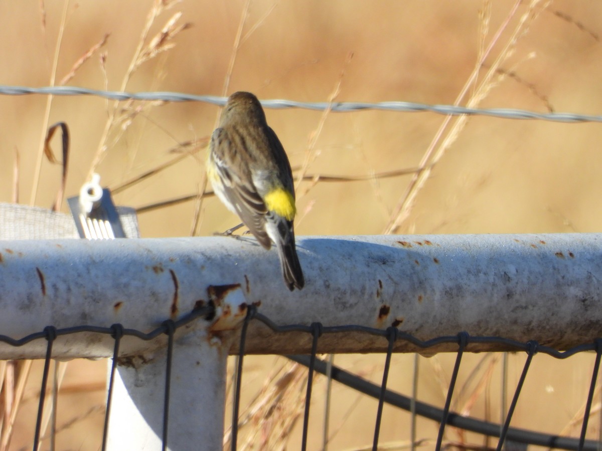 lesňáček žlutoskvrnný - ML645346278