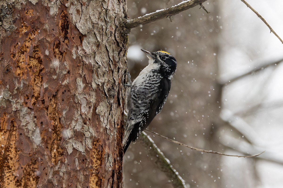 American Three-toed Woodpecker - ML645346284
