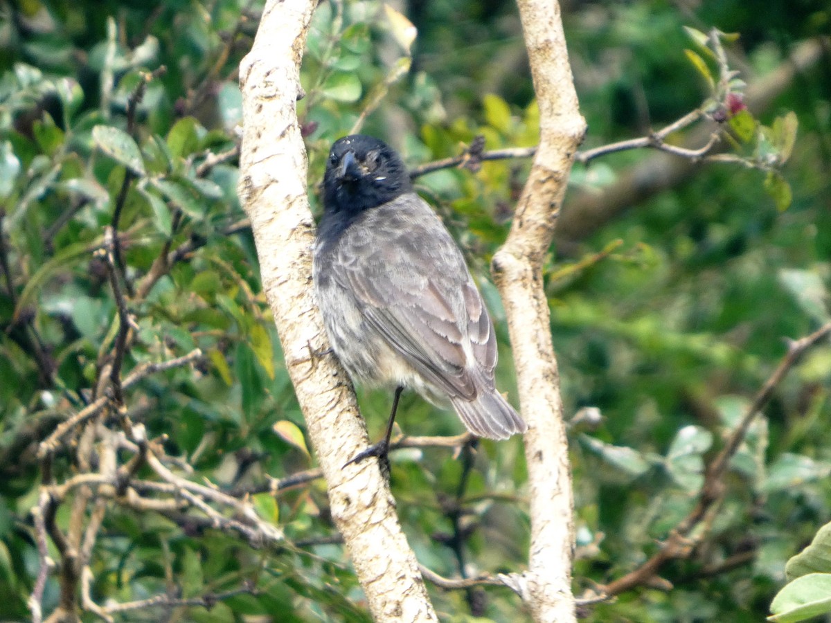 Medium Tree-Finch - ML645346289