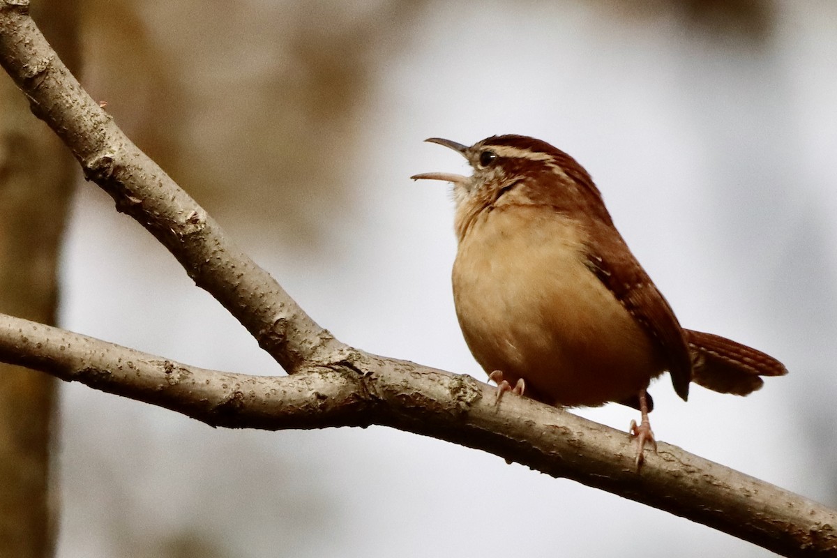 střízlík karolínský - ML645346305