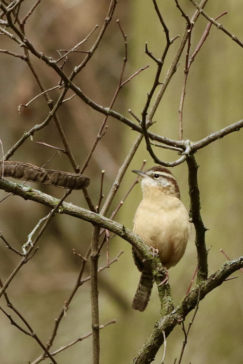 střízlík karolínský - ML645346306