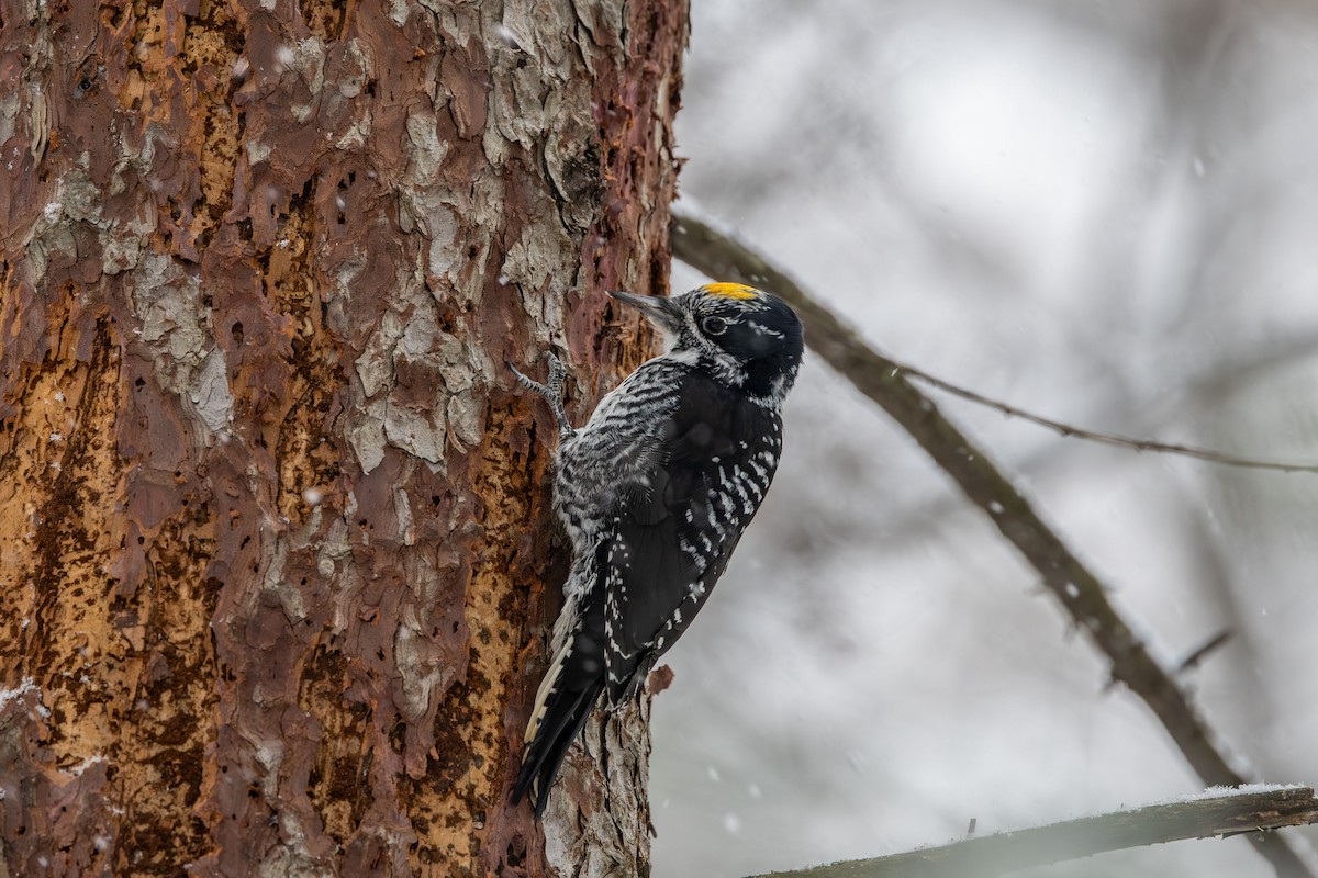 American Three-toed Woodpecker - ML645346308