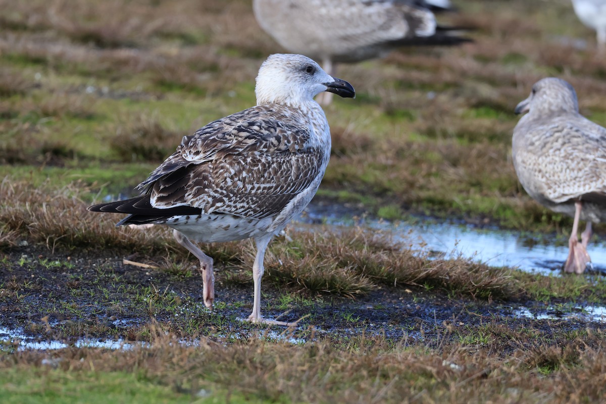 racek mořský - ML645346317