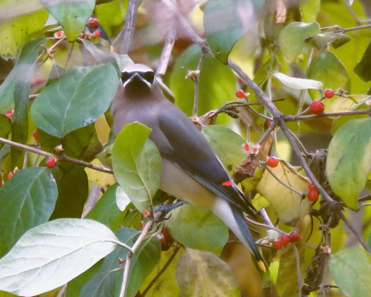 Cedar Waxwing - ML645346320