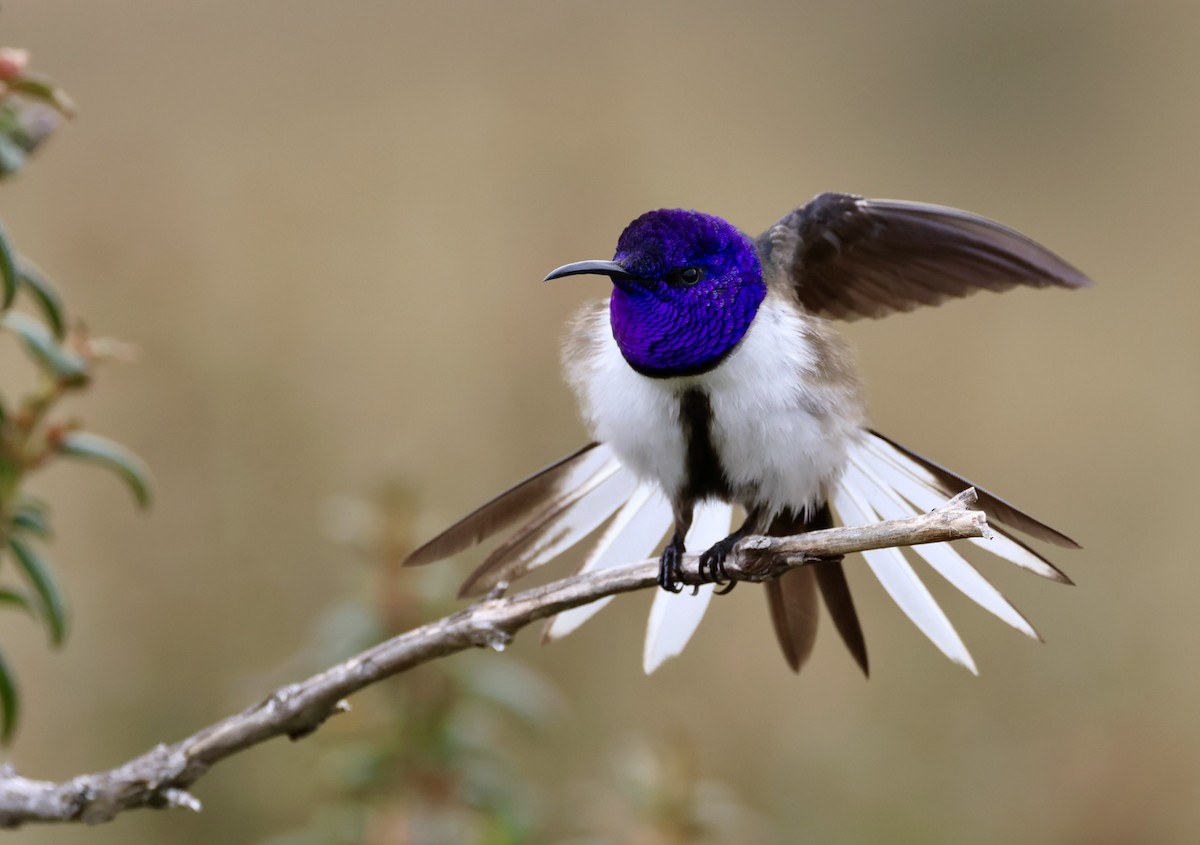 Ecuadorian Hillstar - ML645346323