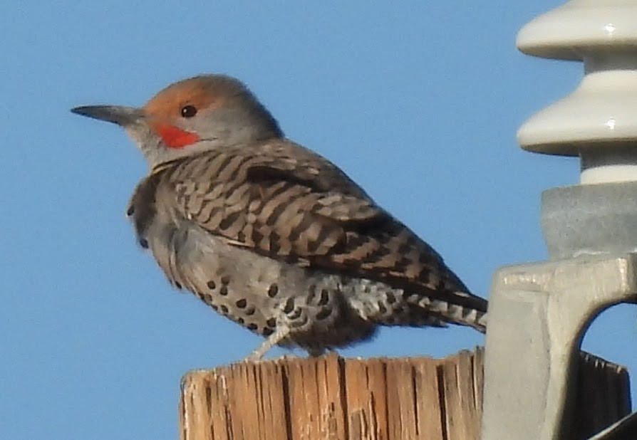 Northern Flicker (Red-shafted) - ML645346325