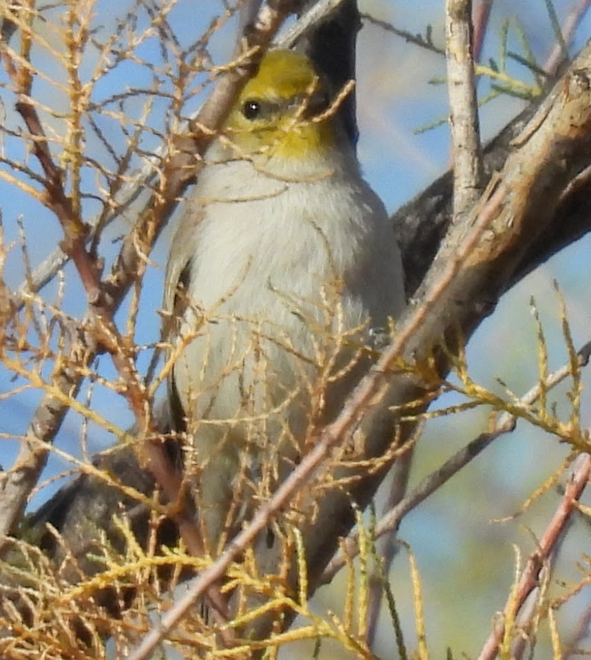 Verdin - ML645346346