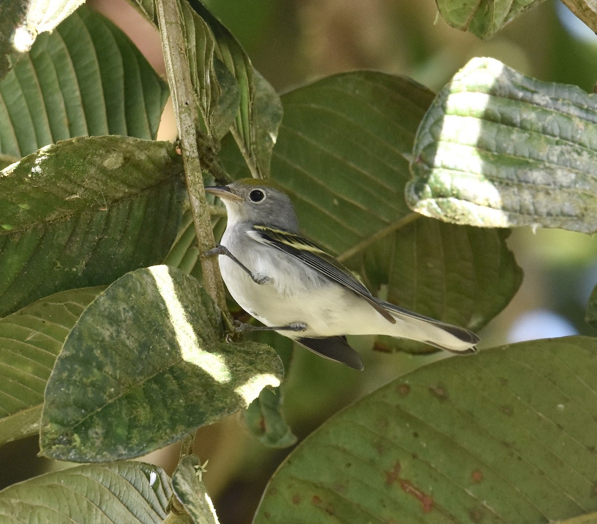 lesňáček rezavoboký - ML645346374