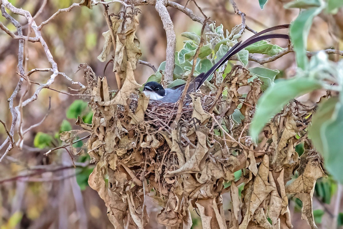 Fork-tailed Flycatcher (savana) - ML645346379