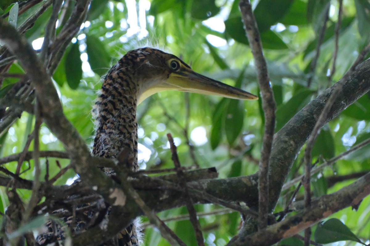 bukač středoamerický - ML645346380