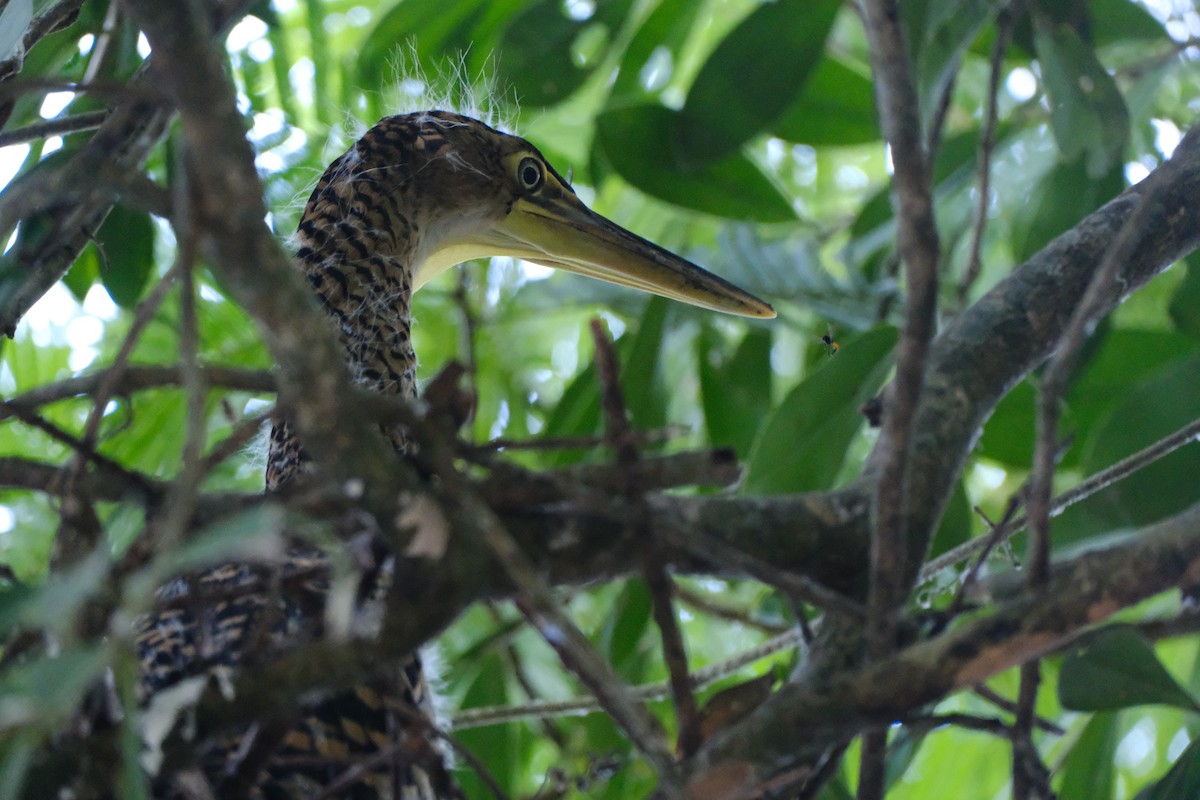 bukač středoamerický - ML645346381