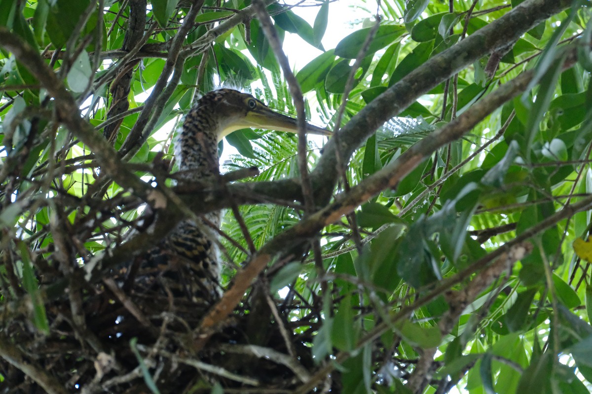 bukač středoamerický - ML645346382