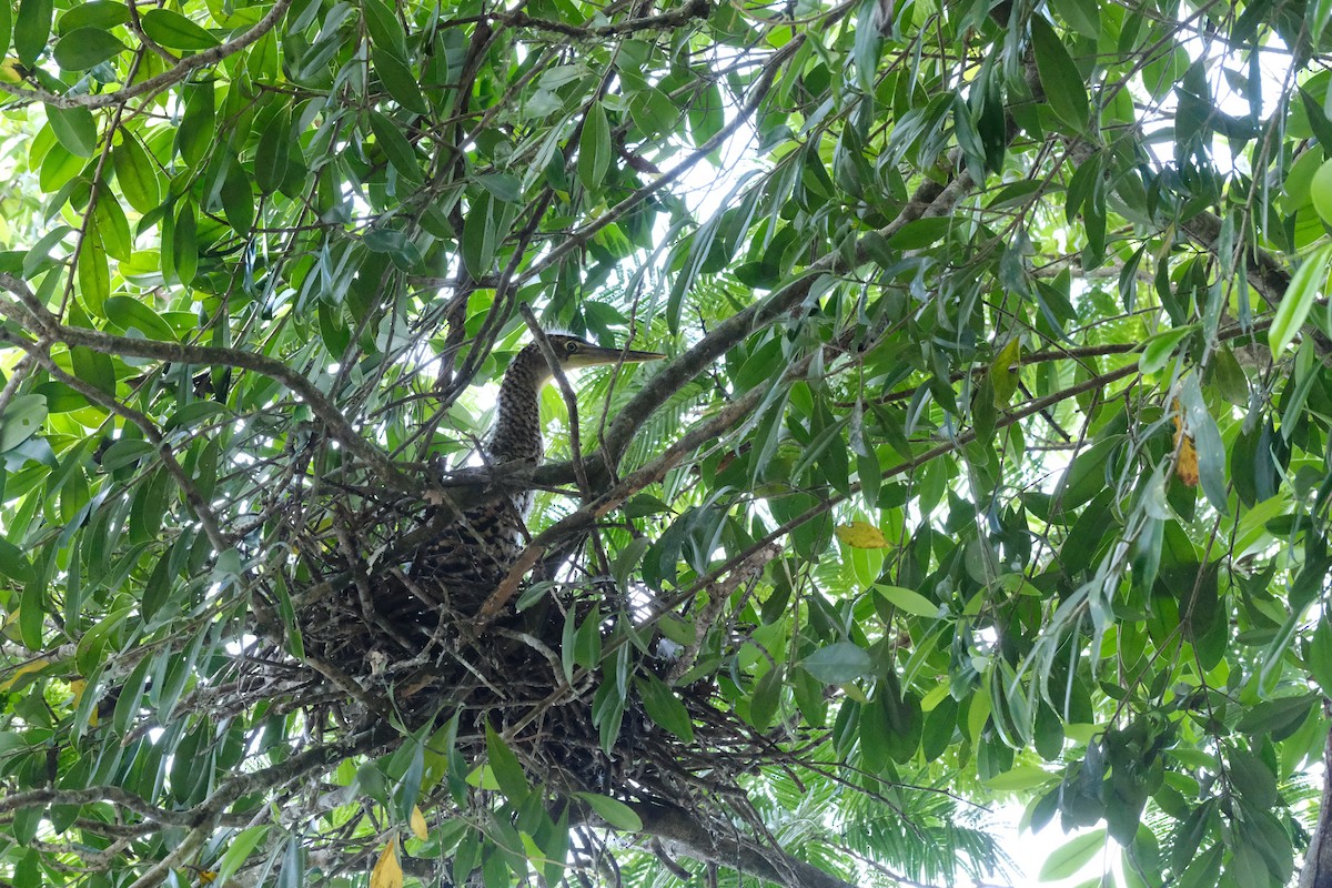 bukač středoamerický - ML645346383