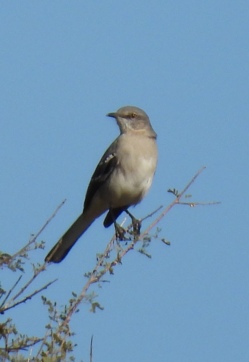 Northern Mockingbird - ML645346398
