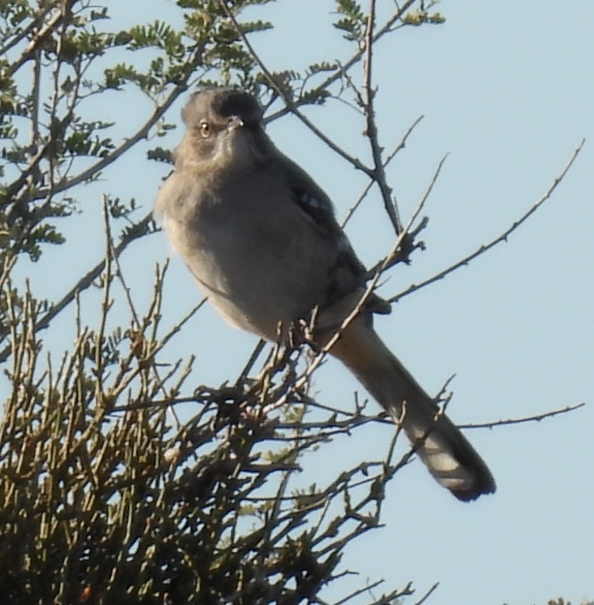 Northern Mockingbird - ML645346399