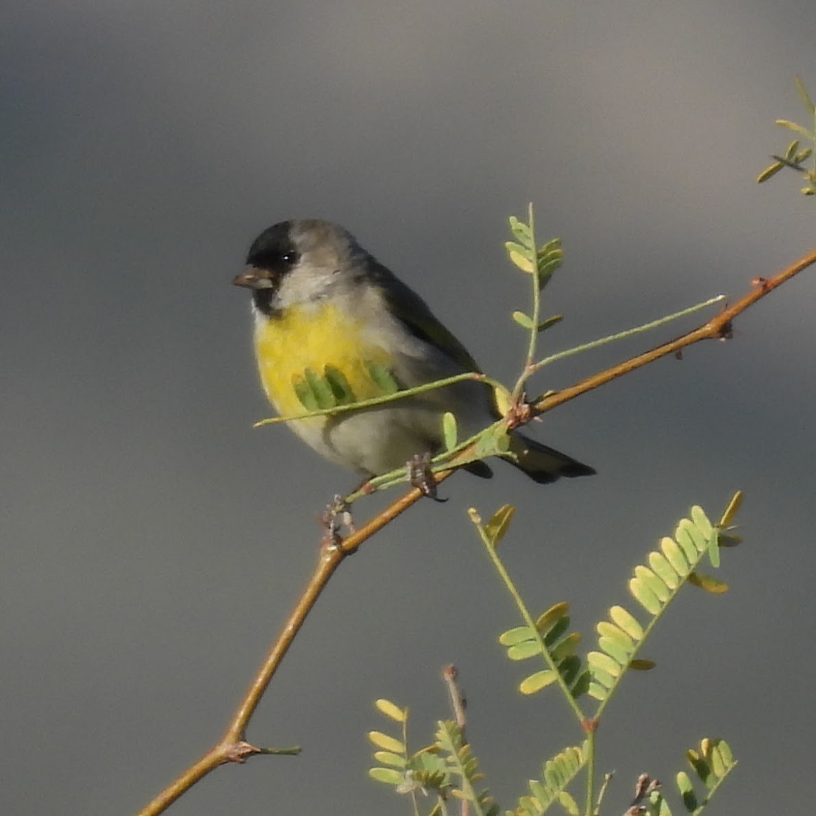 Lawrence's Goldfinch - ML645346419