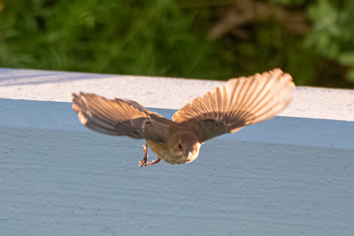 Indigo Bunting - ML645346421
