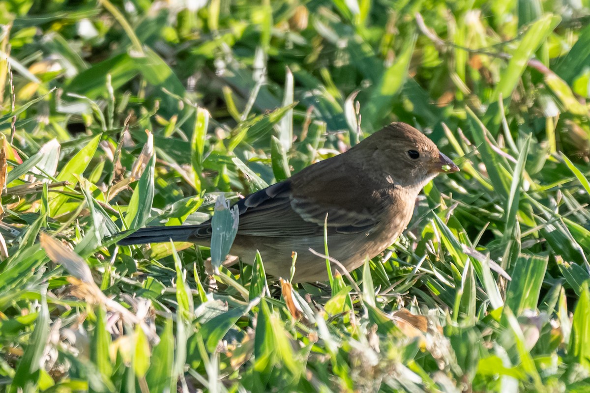 Indigo Bunting - ML645346422