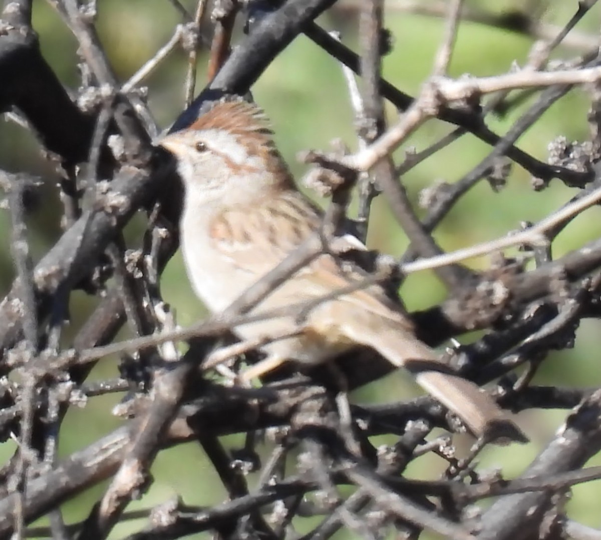Rufous-winged Sparrow - ML645346443