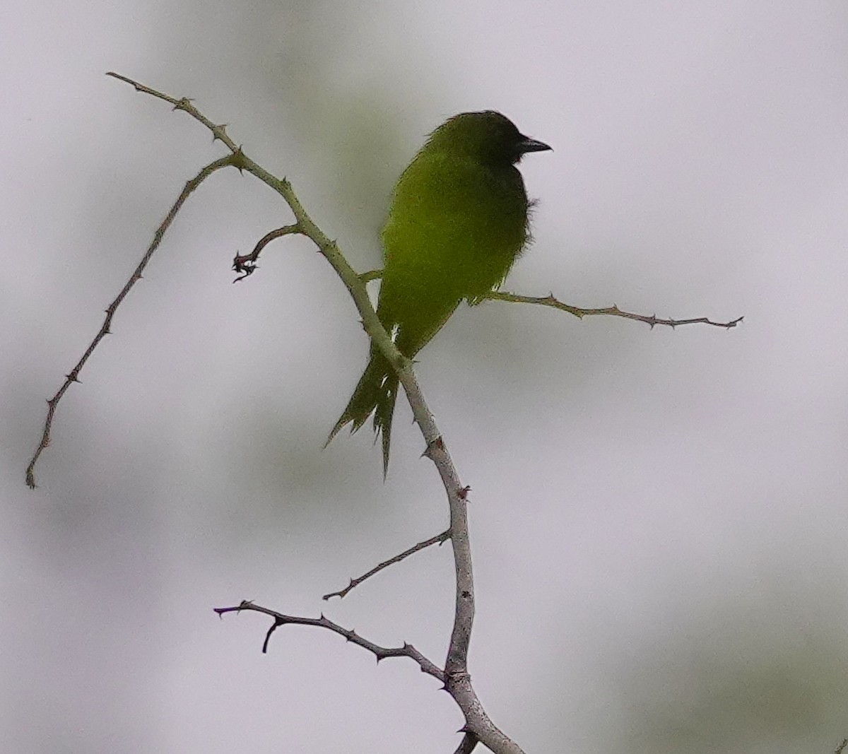 Collared Sunbird - ML645346444