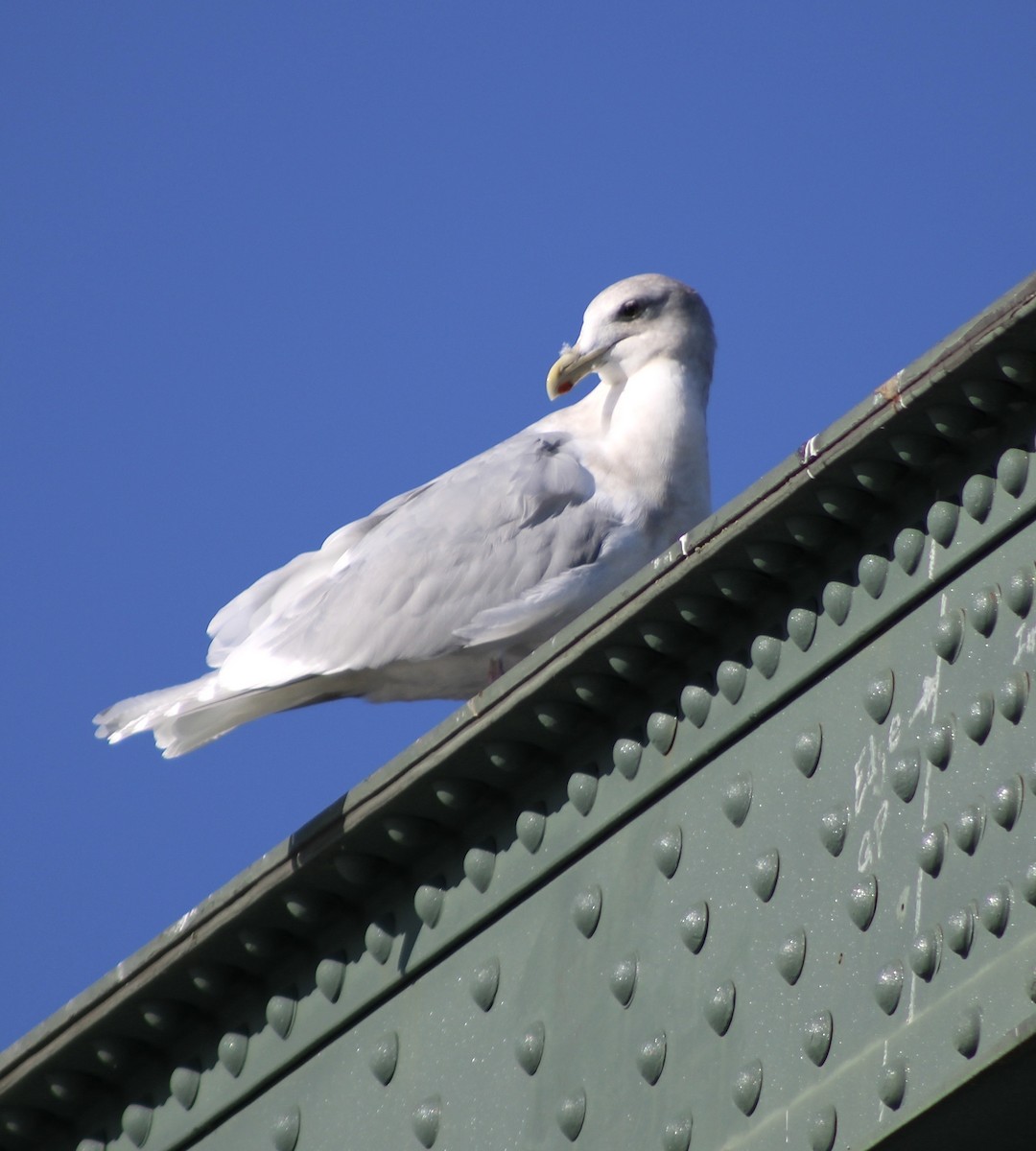 Мартиновий sp. - ML645346462