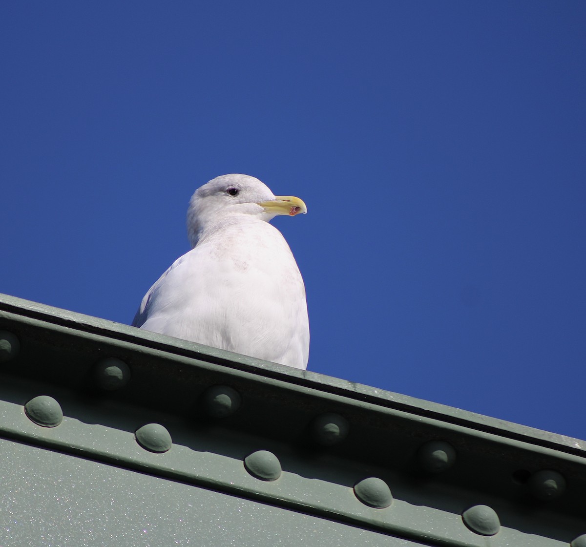 Мартиновий sp. - ML645346463