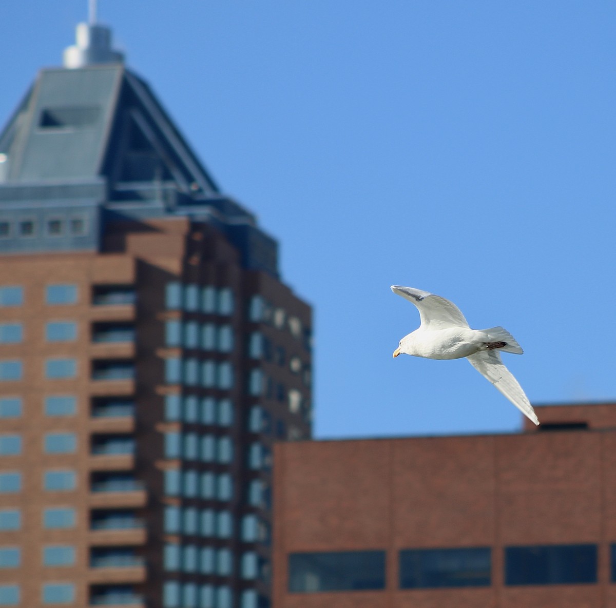 Мартиновий sp. - ML645346464