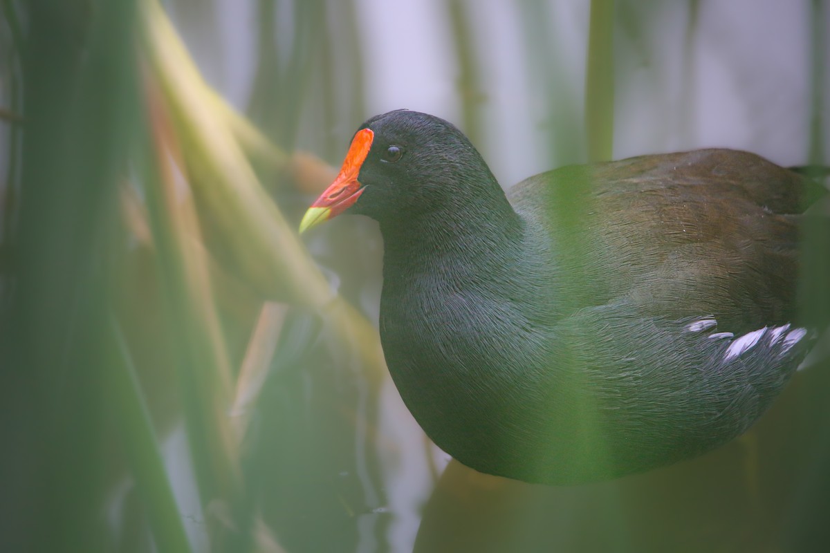 Курочка латиноамериканська - ML645346469