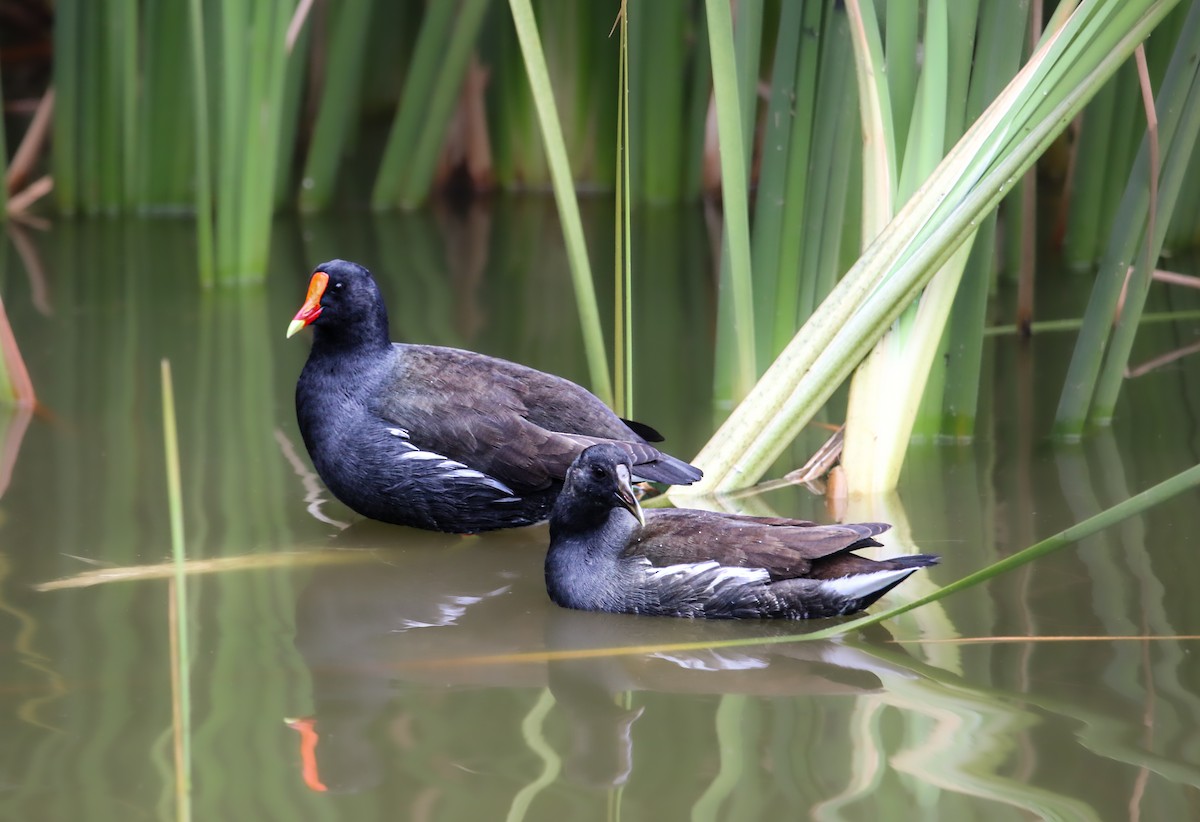 Курочка латиноамериканська - ML645346471