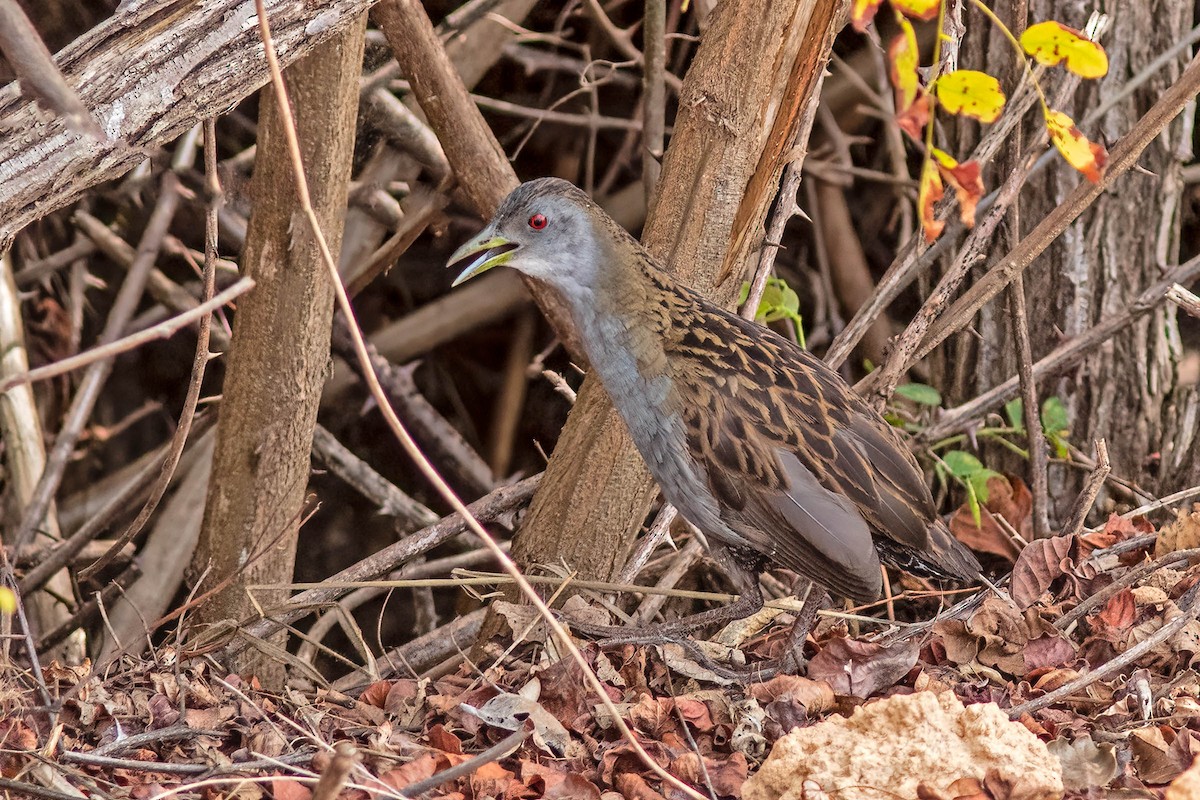 Ash-throated Crake - ML645346479