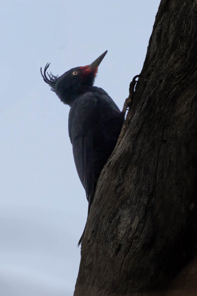 Magellanic Woodpecker - ML645346484