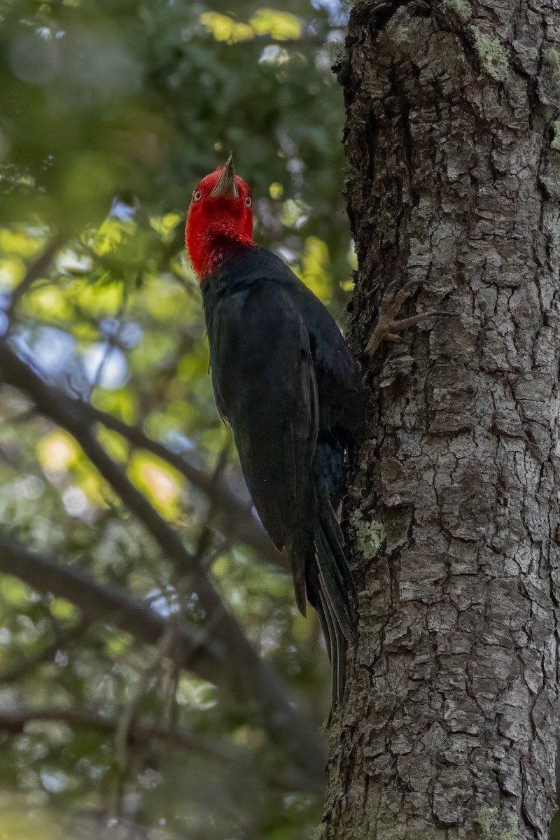 Magellanic Woodpecker - ML645346485