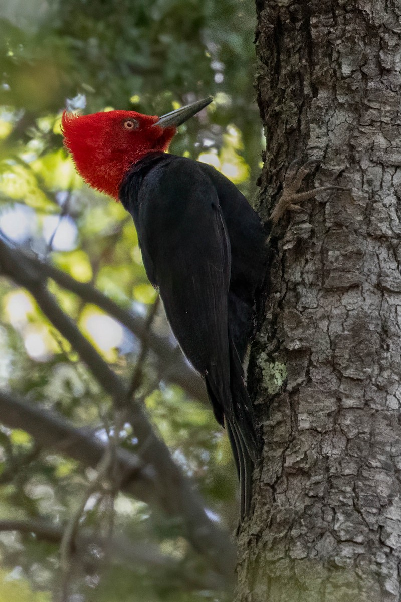 Magellanic Woodpecker - ML645346486