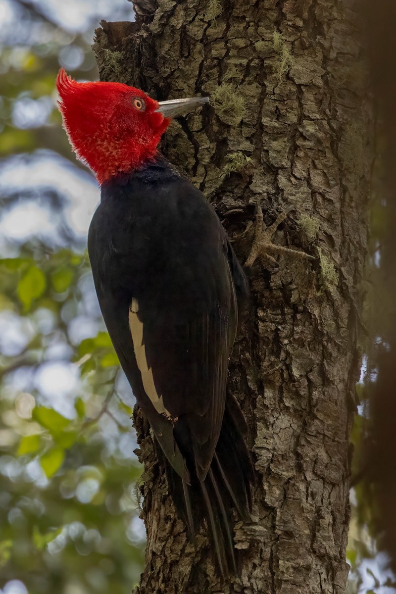 Magellanic Woodpecker - ML645346487