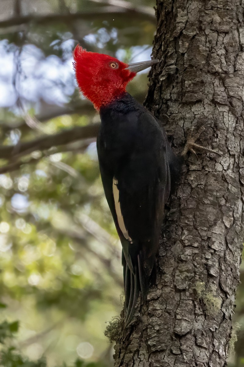 Magellanic Woodpecker - ML645346488