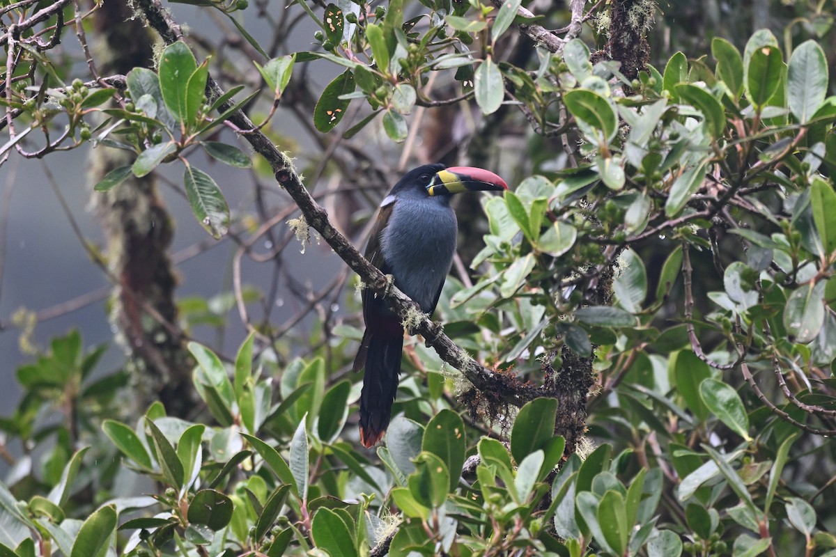 Gray-breasted Mountain-Toucan - ML645346494