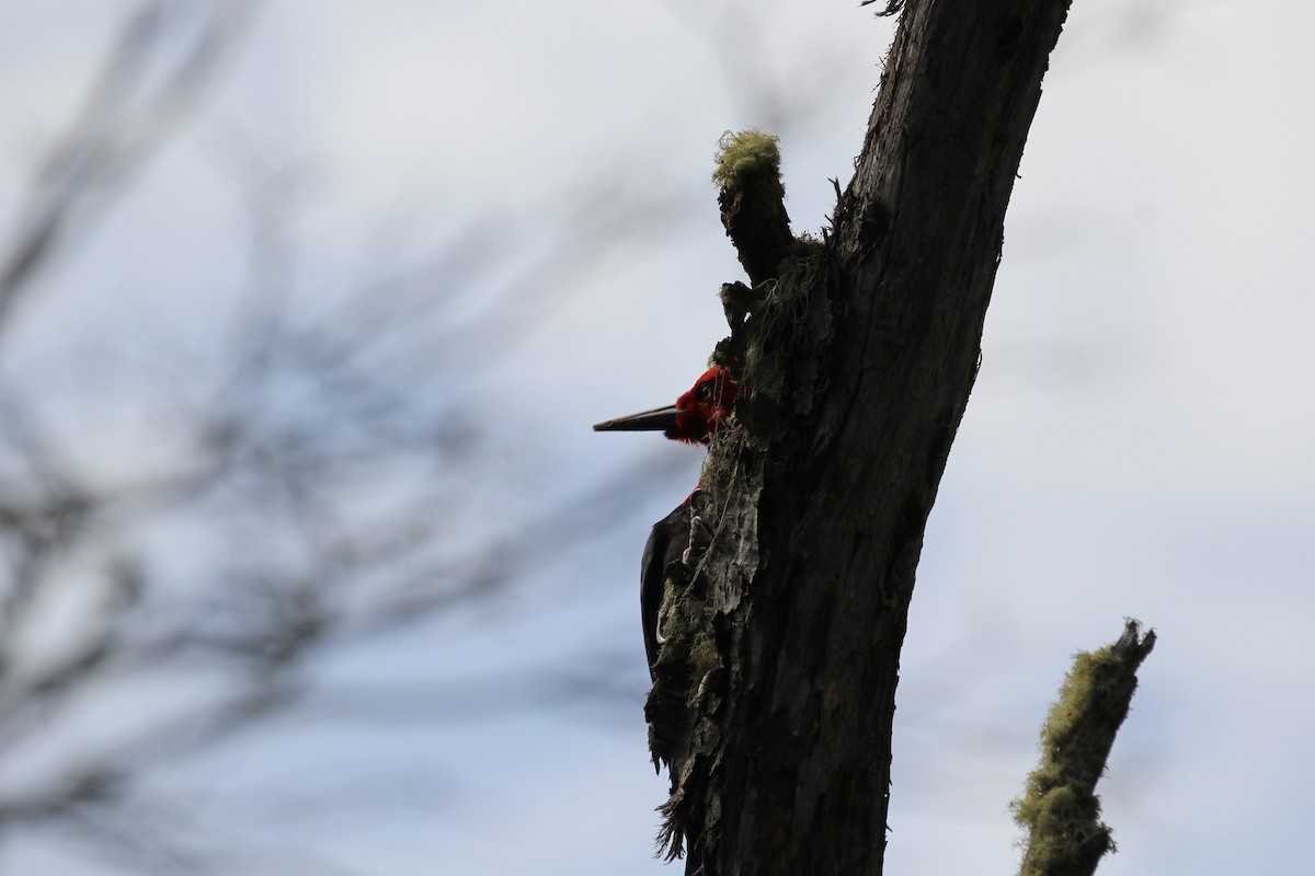Magellanic Woodpecker - ML645346498