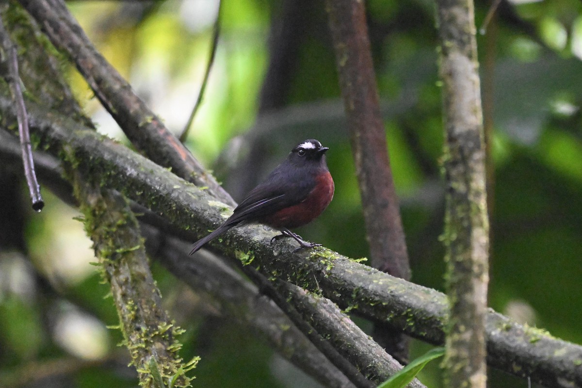 Chestnut-bellied Chat-Tyrant - ML645346502