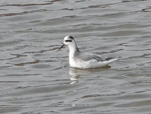 Red Phalarope - ML645346506